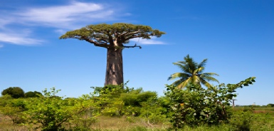 Baobab01.jpg