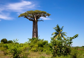 Baobab01.jpg