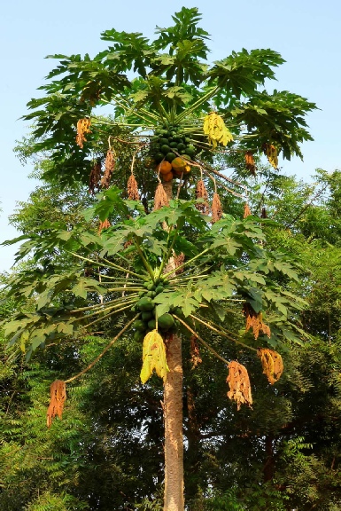 Papayapflanze.JPG